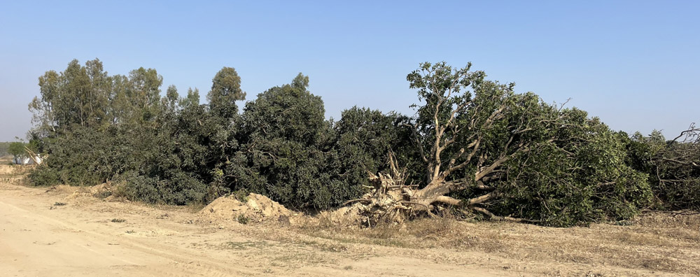 The construction of the bypass road (Nangal Shaheed-Bilaspur) on the outskirts of Hoshiarpur is causing environmental damage by uprooting mango trees on large areas.